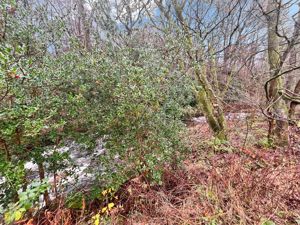 - click for photo gallery